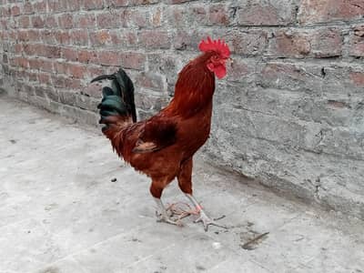 Pure desi ghr k palaa howa murga hai