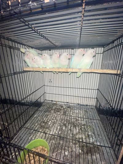 albino red eyes and split breeder pairs