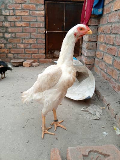 white Shamo female for sale