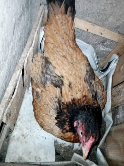 Full kurak hai big size ki murgi hai