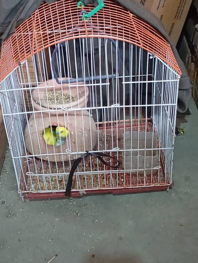 bajri pair sath 2 bache Hain or 4 eggs Hain