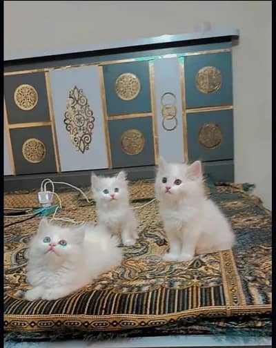 Persian cat triple coated