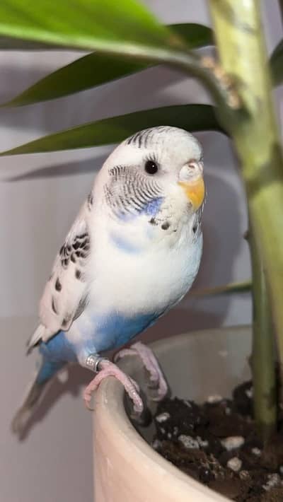 TAMED BUDGIE  BABY FOR SALE
