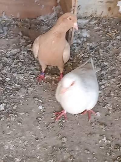 Red Pigeon Breeder Pair + White lucky female and white english carrier