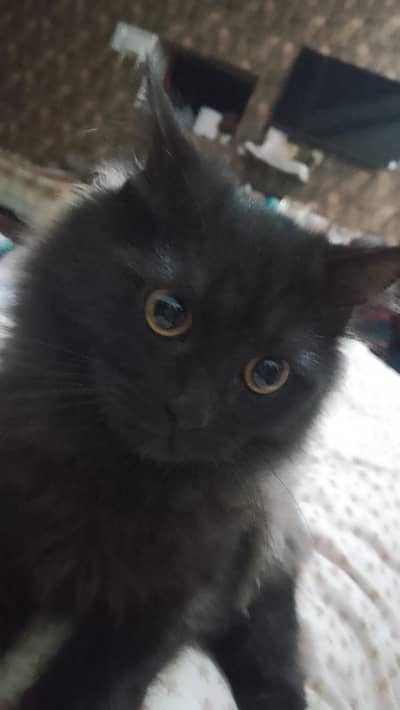 Persian Black+Grey color mix