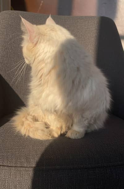 vaccinated litter train  active