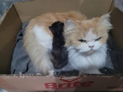 persian Punch face female cats for sale