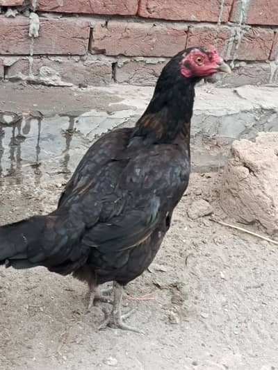 1 Aseel Mushk Murgiya