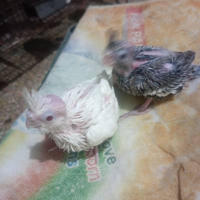 cocktail chicks for sale