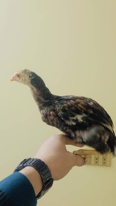 aseel pair  03061322363