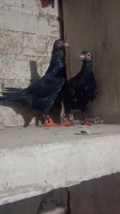 black Denish pigeon in sun shine