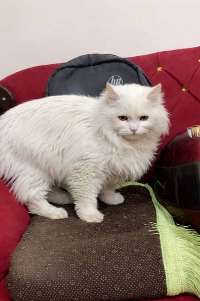 Persian white cat