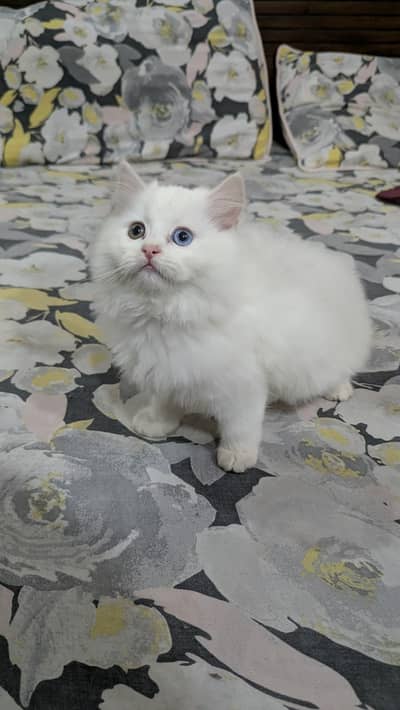 Persian Cat kittens