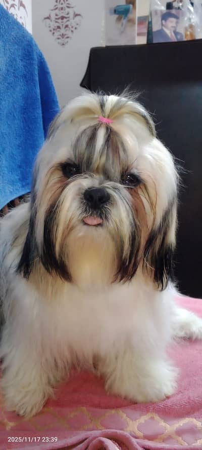 Show quality Shitzu Pupps