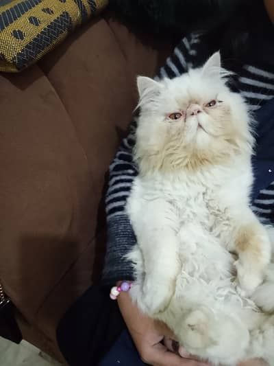Peke / peki  / piki male cat for sale