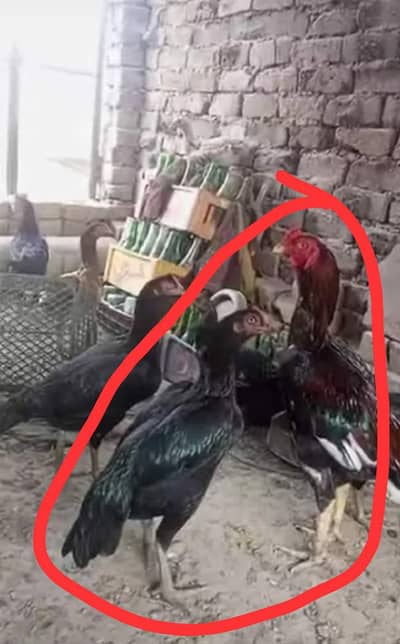 aseel fresh kurak hens and male  available