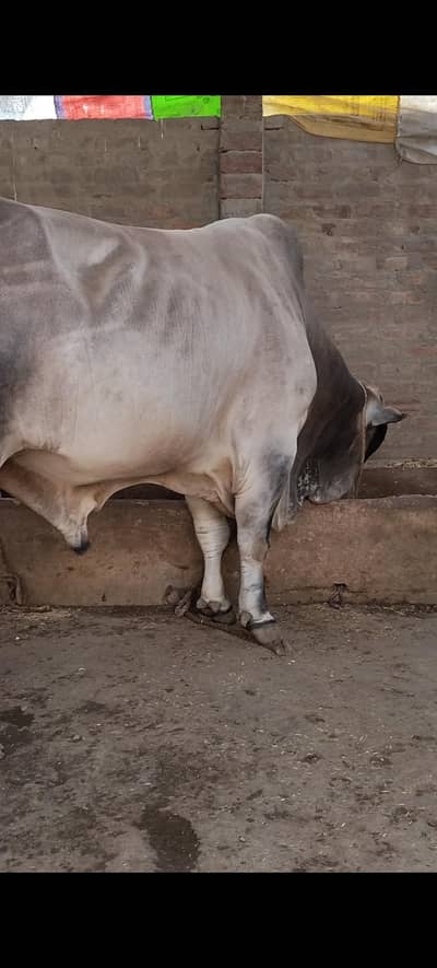 qurbani Gulabi bachray and bachya