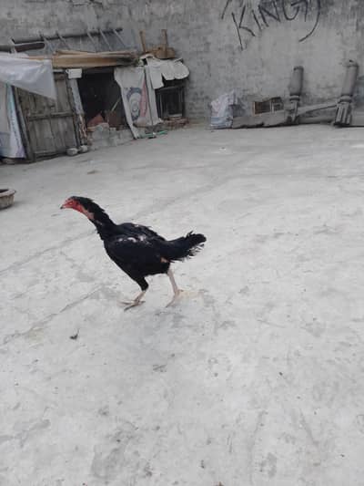 Pure black Mushki Madi for sale