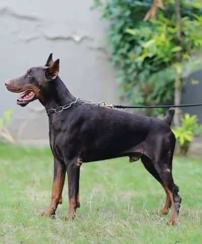 Doberman Puppies for sale