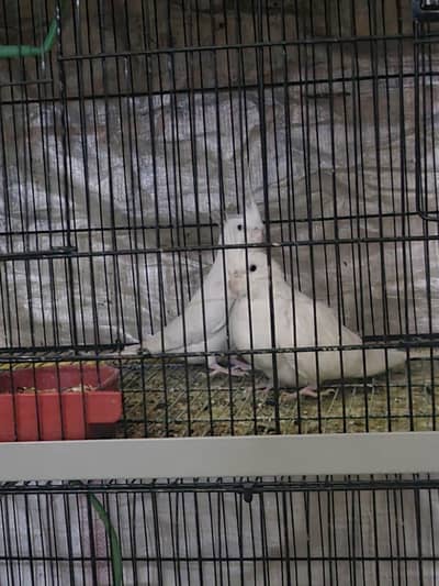 Eno cocktail for sale 3 pieces