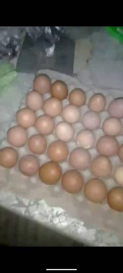 Desi eggs available