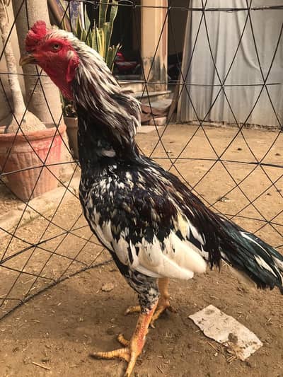 Pakistani Aseel Murga