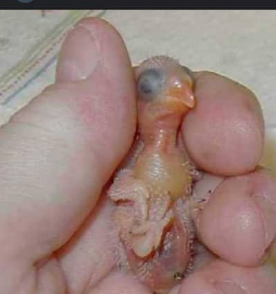 hand tame ka liya baby love bird ka