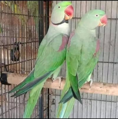 100 % breeder pair for sale with box