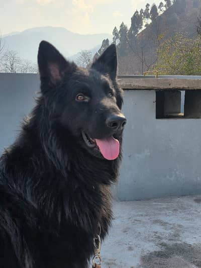 Black German Shepherd