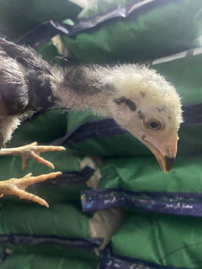 lasani aseel for sale