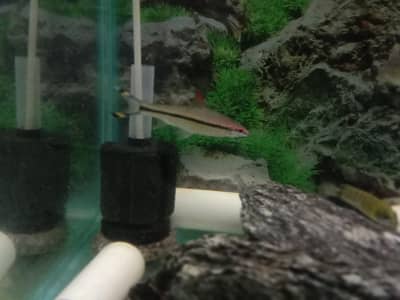 Bala sharks & Torbedo barb