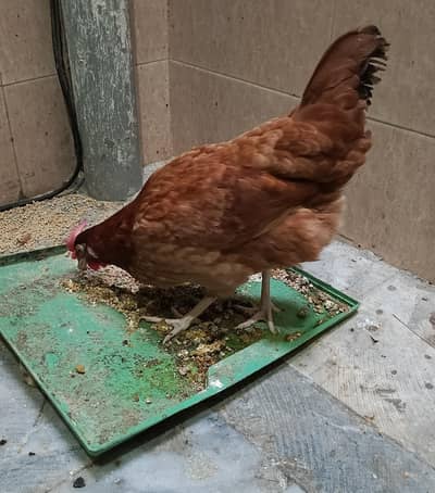 Anday wali murghi for sale