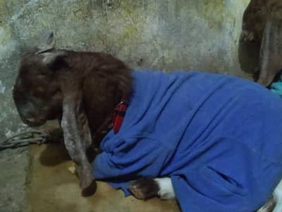 pateri beetle bacha he