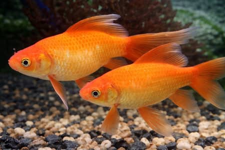 Best quality and low price fishes