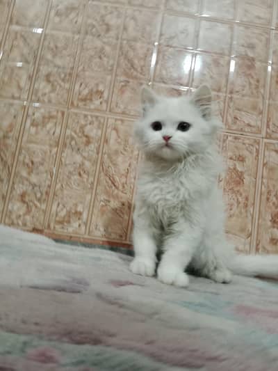 Persian cat