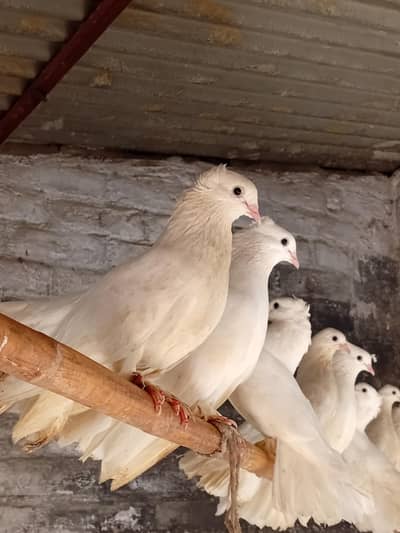 Laky kabootar for sale