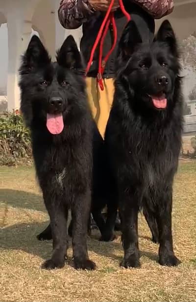 black German Shepherd long coat pair for sale