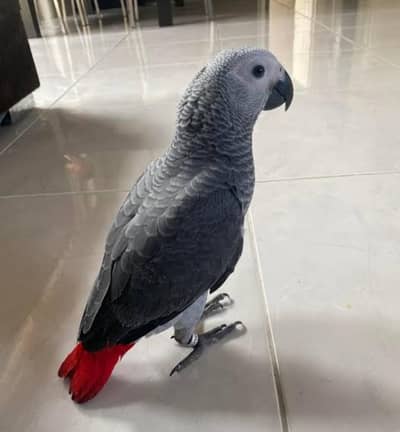 African grey/parrot/mostintellignet/