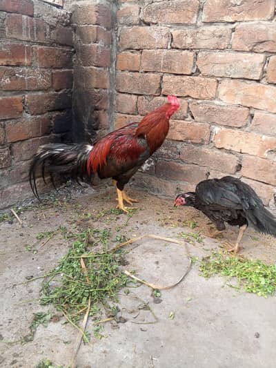 mianwali pair for sale