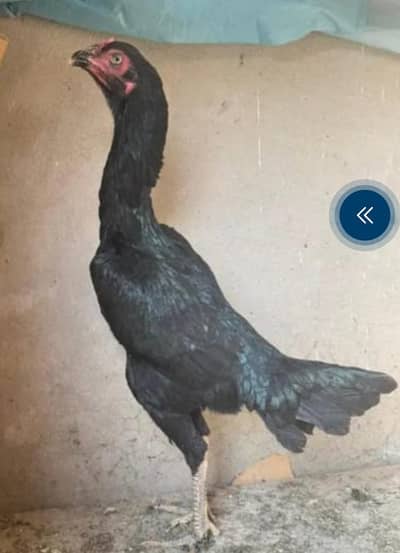 long hight shamoo cross eggs