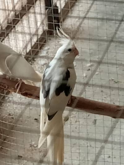 rough v pied for sale