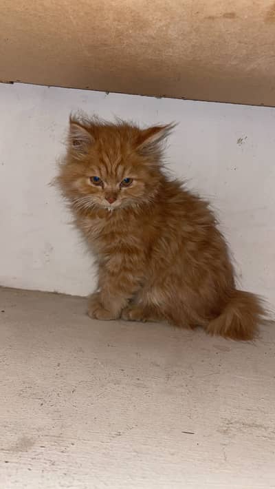 Persian cat