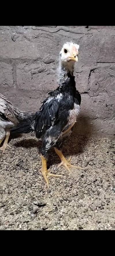 king size/black shamo chiks /high quality/white shamo/pure aseel shamo