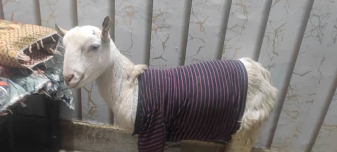 Bakri teedy bakri for sale kheeri. ha  Sath bacha ha bakraa 20 days kaa