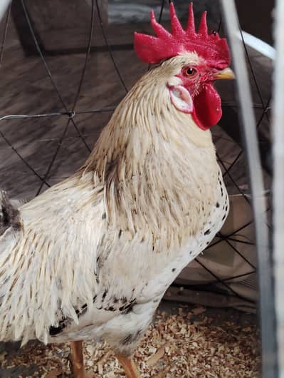 2 Desi aseel 1 Golden Misri murghi and 1 Golden Misri Murgha for sale