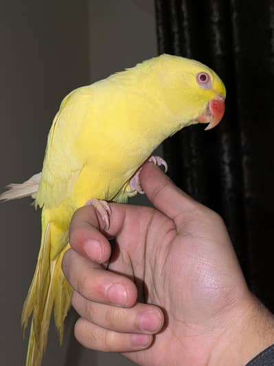 yellow parrot
