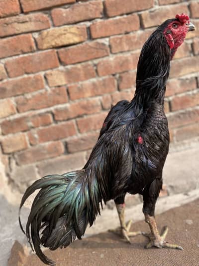 Aseel murga Burmi+Pakoyo