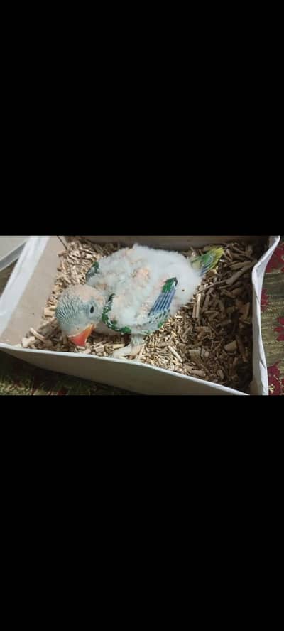 Kashmiri raw pahari chick home breed alhumdullah