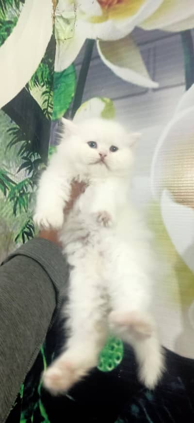 White Persian kitten/ Triple coated kitten / Punch face kitten