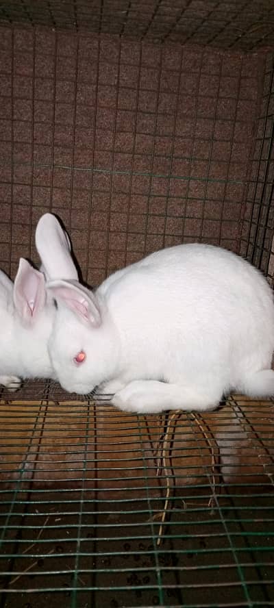 Newzland white 4.5 or 4 kg  breed  breeder or bachy